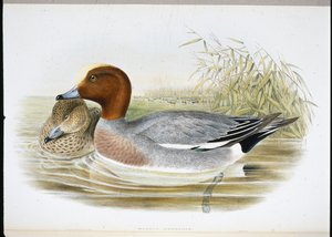 विजन (मारेका पेनेलोप) (हाथ के रंग का लिथो) द्वारा जॉन (बाद में) गोल्ड