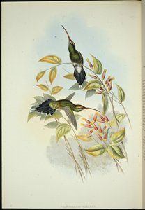 यारक्वियन हर्मिट (फार्थोर्निस यारुगुई) (हाथ के रंग का लिथो) द्वारा जॉन (बाद में) गोल्ड