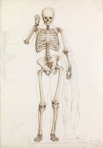 एनाटोमिकल स्टडी: मानव कंकाल, कॉन्ट्रापोस्टो, 1870 में द्वारा जॉन बाथे