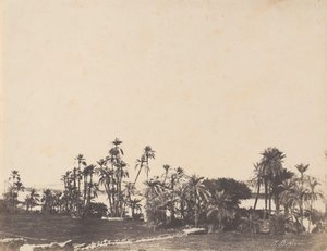 खजूर के पेड़ों का अध्ययन, नील नदी के तट, कालाब्शी, 1853-54।