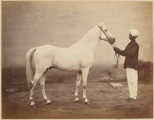 लेफ्टिनेंट-जनरल सर फ्रेडरिक स्लीव रॉबर्ट्स का घोड़ा, "वोनोलेल", 1885 लगभग