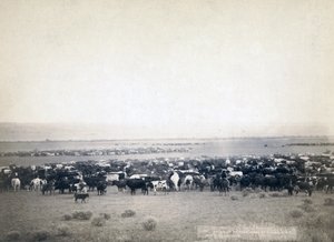 मवेशी चराने वाले काउबॉय, साउथ डकोटा c.1890 (b/w फोटो)