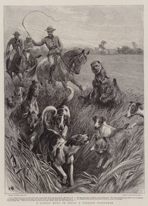 अ जैकल हंट इन इंडिया, ए स्ट्रेंज स्पोर्ट्समैन