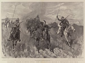 दक्षिण अफ्रीका में फोरेज एकत्रित करना, कैसे उपनिवेशवादी एक दुर्दम्य खच्चर टीम का प्रबंधन करते हैं