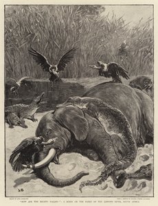 कैसे शक्तिशाली गिर रहे हैं !, दक्षिण अफ्रीका के लिम्पोपो नदी के तट पर एक दृश्य