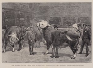 रॉयलफील्ड हॉल में स्मिथफील्ड क्लब का कैटल शो, हियरफोर्ड स्टीर्स को देखते हुए