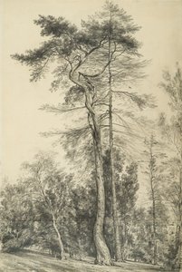 देवदारु के पेड़, c.1833 द्वारा जॉन कांस्टेबल