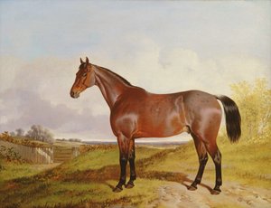 1854 में एक बे हंटर का अध्ययन