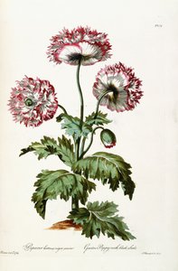 काले बीज के साथ गार्डन पोस्ता, 1769