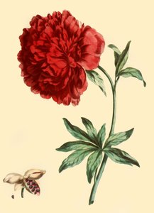 Peony: फुल रेड मेजर फ्लावर में पैयोनिया फेमिना, 1769, 1946।