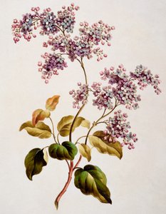 स्कॉच लिलाक, 1793 प्रकाशित
