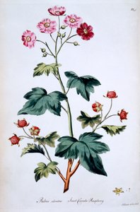 स्वीट कनाडा रास्पबेरी [रुबस खुशबू], जॉन एडवर्ड्स द्वारा &39;द ब्रिटिश हर्बल&39; का चित्रण, मार्च 1770 में प्रकाशित