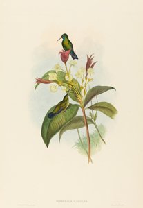 Eucephala caerulea ब्लू-चिन्ड नीलम। निर्माता: जॉन गोल्ड, हेनरी कॉन्सटेंटाइन रिक्टर। द्वारा जॉन गोल्ड और हेनरी कॉन्सटेंटाइन रिक्टर