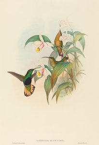 Lafresnaya flavicaudata बफ-टेल्ड वेलवेट-ब्रेस्ट। निर्माता: जॉन गोल्ड, हेनरी कॉन्सटेंटाइन रिक्टर। द्वारा जॉन गोल्ड और हेनरी कॉन्सटेंटाइन रिक्टर