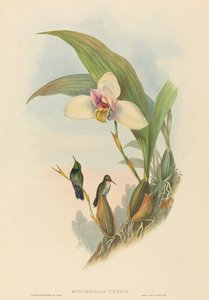 Myiabeillia typica Abeille's Hummingbird. निर्माता: जॉन गोल्ड, हेनरी कॉन्सटेंटाइन रिक्टर।