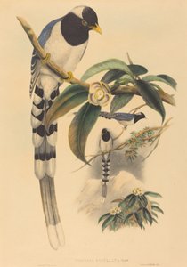 उरोकिसा कुकुलता, शायद 18501883। निर्माता: जॉन गोल्ड, हेनरी कॉन्सटेंटाइन रिक्टर।