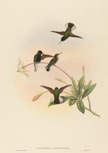 कैलिफ़रस निग्रिवेंट्रिस ब्लैक-बेल्ड हमिंगबर्ड। निर्माता: जॉन गोल्ड, विलियम मैथ्यू हार्ट। द्वारा जॉन गोल्ड, विलियम मैथ्यू हार्ट