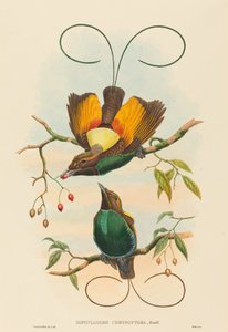 Diphyllodes chrysoptera स्वर्ग का शानदार पक्षी। निर्माता: जॉन गोल्ड, विलियम मैथ्यू हार्ट। द्वारा जॉन गोल्ड, विलियम मैथ्यू हार्ट