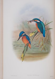जॉन गॉल्ड द्वारा द बर्ड्स ऑफ ग्रेट ब्रिटेन की प्लेट, अल्सेडो इसिपिडा, 1862-73 (हाथ से बने लिथो) प्रकाशित द्वारा जॉन गोल्ड