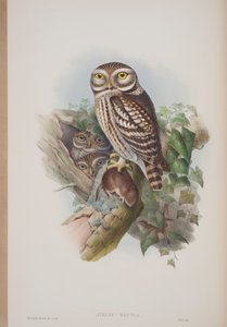 एथेन नोक्टुआ, जॉन गॉल्ड द्वारा द बर्ड्स ऑफ ग्रेट ब्रिटेन की थाली, 1862-73 (हाथ से रंगी लिथो) द्वारा जॉन गोल्ड