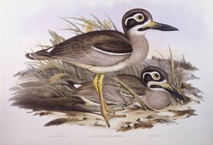 समुद्र तट मोटा-घुटना (एसाकस मैग्निरोस्ट्रिस या बुरहिनस गिगेंटस), जॉन गोल्ड द्वारा उत्कीर्णन द्वारा जॉन गोल्ड