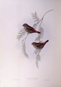 सुंदर फायरटेल (स्टैगोनोप्लेरा बेला), जॉन गोल्डो द्वारा उत्कीर्णन द्वारा जॉन गोल्ड