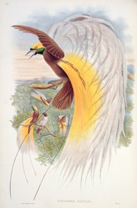 बर्ड ऑफ़ पैराडाइज़, &39;बर्ड ऑफ़ न्यू गिनी&39; द्वारा जॉन गोल्ड