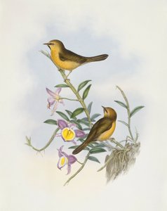 ब्लैक-चिन्ड बब्बलर (स्टैचिरिस पाइरहोप्स), जॉन गोल्डो द्वारा उत्कीर्णन द्वारा जॉन गोल्ड