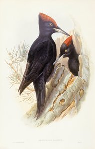 ब्लैक कठफोड़वा (ड्रायोकोपस मार्टियस), जॉन गोल्ड द्वारा उत्कीर्णन द्वारा जॉन गोल्ड