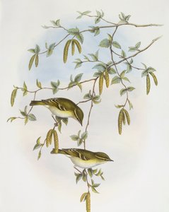 बेलीथ लीफ-वॉर्बलर (फिलोस्कोपस रेगुलोइड्स), उत्कीर्णन द्वारा जॉन गोल्ड द्वारा जॉन गोल्ड