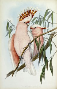 लेडबेटेरी कोकाटू, 1848-1869