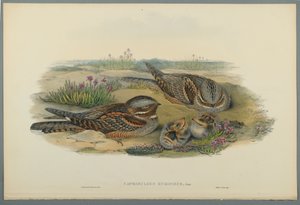 Caprimulgus Europaeus (वॉव पेपर पर रंग लिथो) द्वारा जॉन गोल्ड