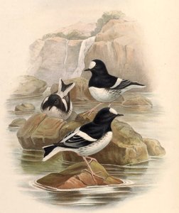 Enicnrns sconleri द्वारा जॉन गोल्ड