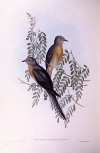 फैन-टेल्ड कोयल (कैकोमांटिस फ्लैबेलिफॉर्मिस), जॉन गोल्डो द्वारा उत्कीर्णन द्वारा जॉन गोल्ड