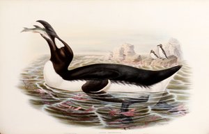 ग्रेट द औक, "द बर्ड्स ऑफ ग्रेट ब्रिटेन" से, लंदन 1862-73 प्रकाशित हुआ द्वारा जॉन गोल्ड