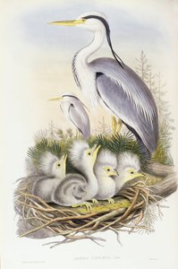 ग्रे बगुला (अर्डिया सिनेरिया), जॉन गोल्डो द्वारा उत्कीर्णन द्वारा जॉन गोल्ड