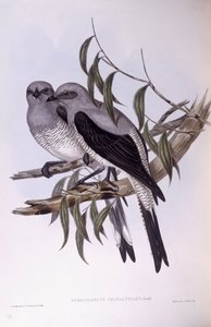 ग्राउंड कुकूशरिक (कोरासिना मैक्सिमा), जॉन गोल्डो द्वारा उत्कीर्णन द्वारा जॉन गोल्ड