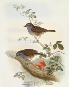 हेज एक्सेंटर (प्रुनेला मॉड्यूलर), जॉन गोल्ड द्वारा उत्कीर्णन द्वारा जॉन गोल्ड