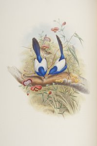 जॉन गोल्ड द्वारा "द बर्ड्स ऑफ़ ऑस्ट्रेलिया" से मलुरस ल्यूकोनोटस, 1840 द्वारा जॉन गोल्ड