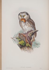 Nyctale Tengmalmi, द बर्ड्स ऑफ ग्रेट ब्रिटेन की प्लेट, जॉन गोल्ड द्वारा प्रकाशित, 1862-73 (हाथ से रंग की मिठाइयां) द्वारा जॉन गोल्ड