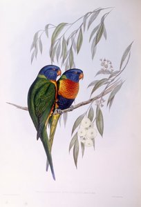 अलंकृत लॉरिकेट (ट्राइकोग्लोसस ऑर्नाटस), जॉन गोल्डो द्वारा उत्कीर्णन द्वारा जॉन गोल्ड