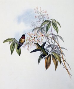 रूबी-थ्रोटेड हमिंगबर्ड (आर्चिलोचस कोलुब्रिस), जॉन गोल्ड (1804-1881), यूनाइटेड किंगडम द्वारा ट्रोचिलिडे या हमिंग बर्ड्स के मोनोग्राफ (1849-1861) से उत्कीर्णन