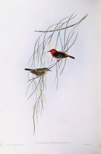 स्कारलेट मायज़ोमेला (मायज़ोमेला सेंगिनोलेंटा), जॉन गोल्डो द्वारा उत्कीर्णन द्वारा जॉन गोल्ड