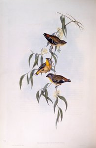 चित्तीदार परडालोट (Pardalotus punctatus), जॉन गोल्ड द्वारा उत्कीर्णन द्वारा जॉन गोल्ड