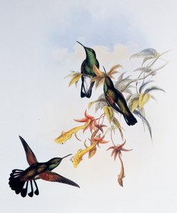 जॉन गोल्ड (1804-1881), यूनाइटेड किंगडम द्वारा स्ट्राइप-टेल्ड हमिंगबर्ड (यूफेरुसा एक्ज़िमिया), ट्रोचिलिडे या हमिंग बर्ड्स (1849-1861) के मोनोग्राफ से उत्कीर्णन द्वारा जॉन गोल्ड