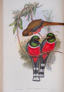 जॉन ग्रॉल्ड द्वारा द बर्ड्स ऑफ द ग्रेट ब्रिटेन की प्लेट ट्रोगोन पर्सनलैटस, 1862-73 (हाथ से बने लिथो) प्रकाशित द्वारा जॉन गोल्ड
