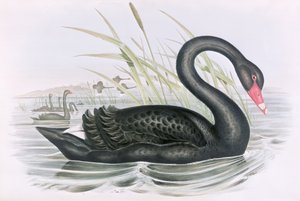 अज्ञात चित्र द्वारा जॉन गोल्ड
