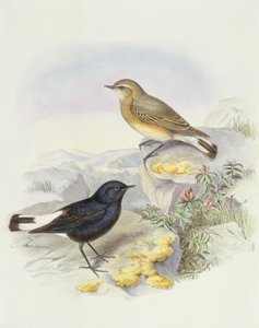 वेरिएबल व्हीटियर (ओएनंथे पिकाटा), जॉन गोल्डो द्वारा उत्कीर्णन द्वारा जॉन गोल्ड