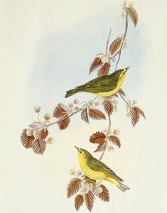 वुड वार्बलर (फिलोस्कोपस सिबिलाट्रिक्स), उत्कीर्णन द्वारा जॉन गोल्ड द्वारा जॉन गोल्ड