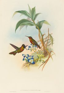 क्लाइटोलेमा ऑरेसेन्स (बैंडेड रूबी या गोल्ड्स रूबी) द्वारा जॉन गोल्ड और एचसी रिक्टर